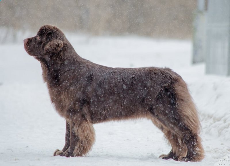 Фотография № 234229