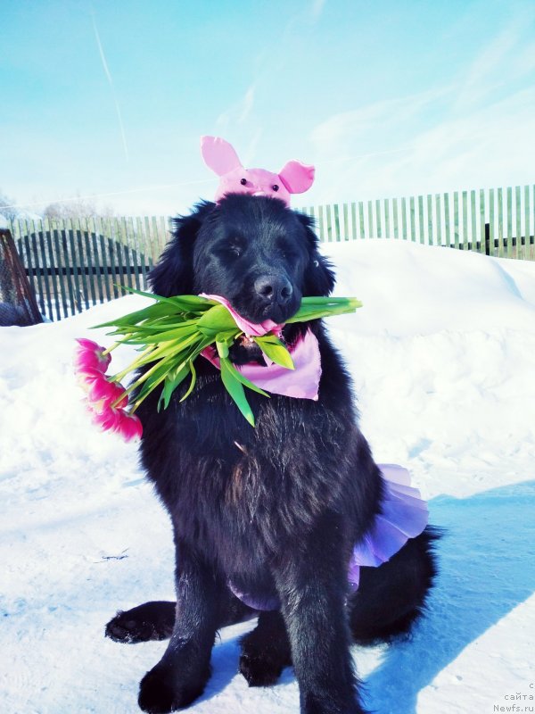 Фото: ньюфаундленд Идеал Тейст оф Виктори (Ideal Taste of Victory)