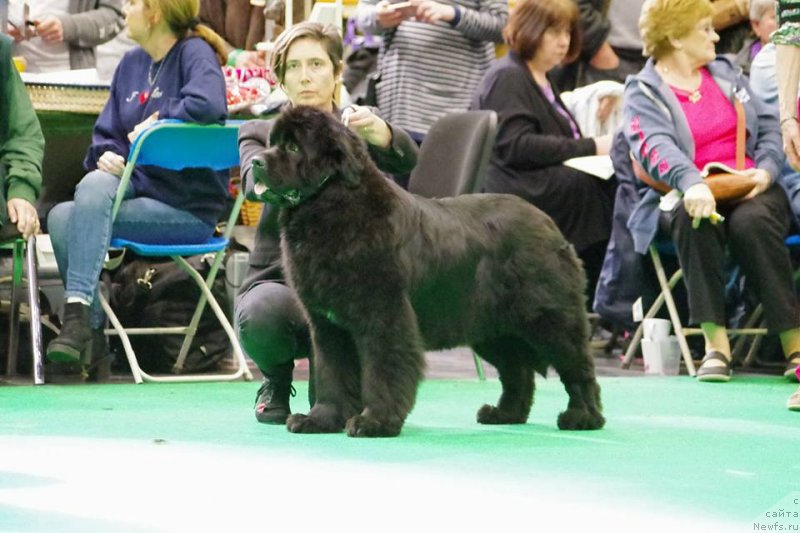 Фото: ньюфаундленд Zvezdnij Dar Beatrice