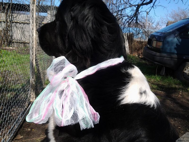 Фото: ньюфаундленд Дар Богов фром Рашн Беар