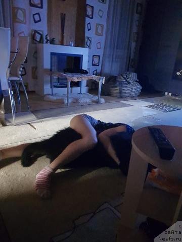 Фото: ньюфаундленд Ульвар Брэндон Принс Варг