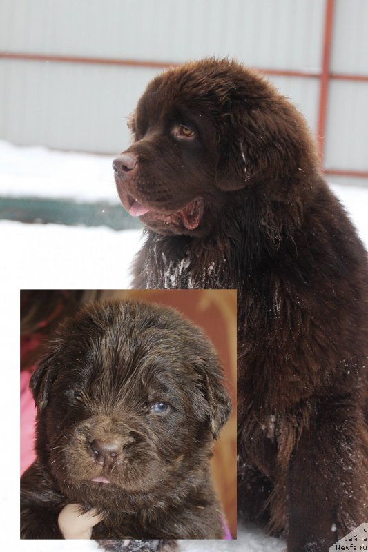 Фото: ньюфаундленд Браунблад МСК Даймонд Макс