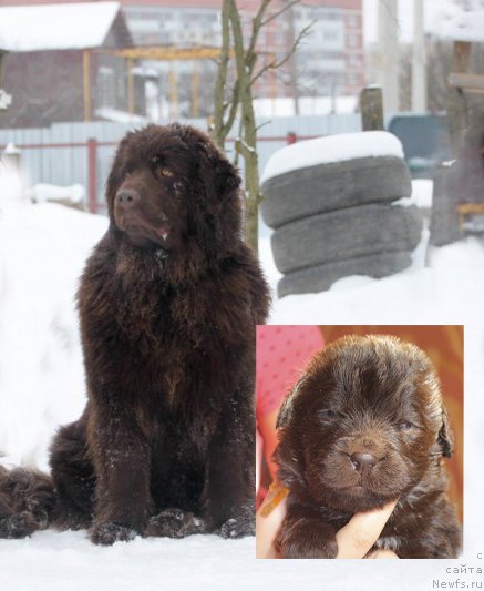 Фото: ньюфаундленд Браунблад МСК Дарлина Джой (Brownblood MSK Darlina Joy)