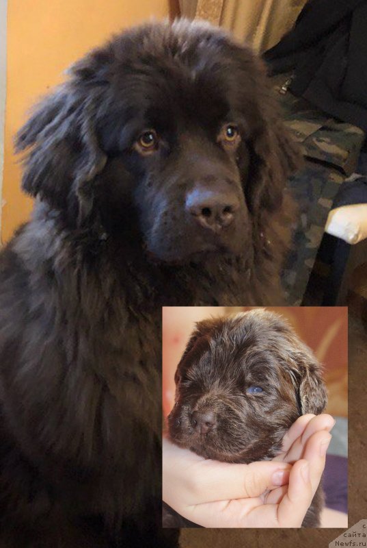 Фото: ньюфаундленд Браунблад МСК Дарли Ринна (Brownblood MSK Darley Rinna)
