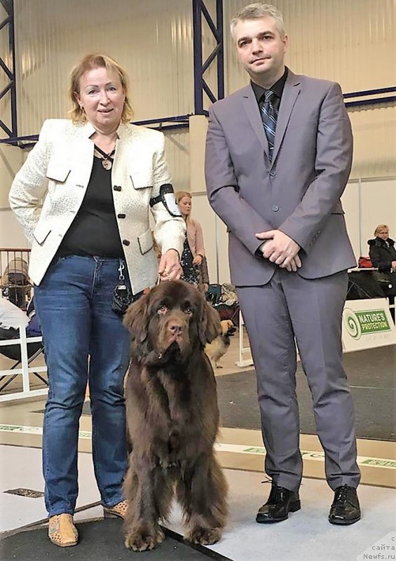 Фото: ньюфаундленд Браунблад МСК Альпина Гуардиан Соул (Brownblood MSK Alpina Guardian Soul)