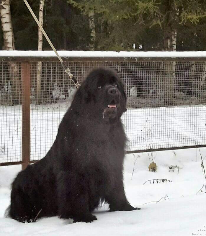 Фото: ньюфаундленд Хит Шелико Гэлэкси Стар