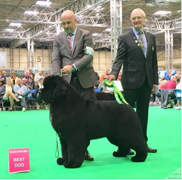 Фото: ньюфаундленд Ursinus Velutus Zesty Guy