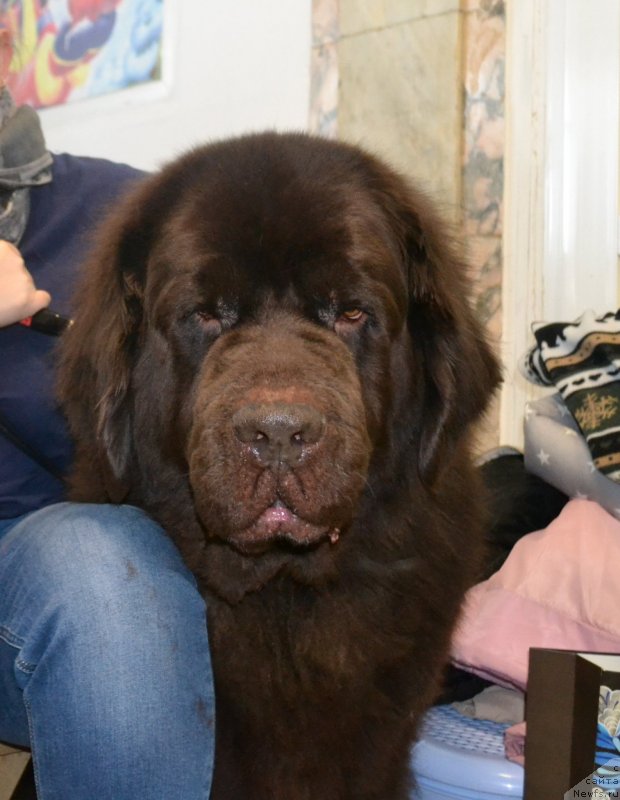 Фото: ньюфаундленд Черный Шарм Амбер Бест Дог ФО Марлеон