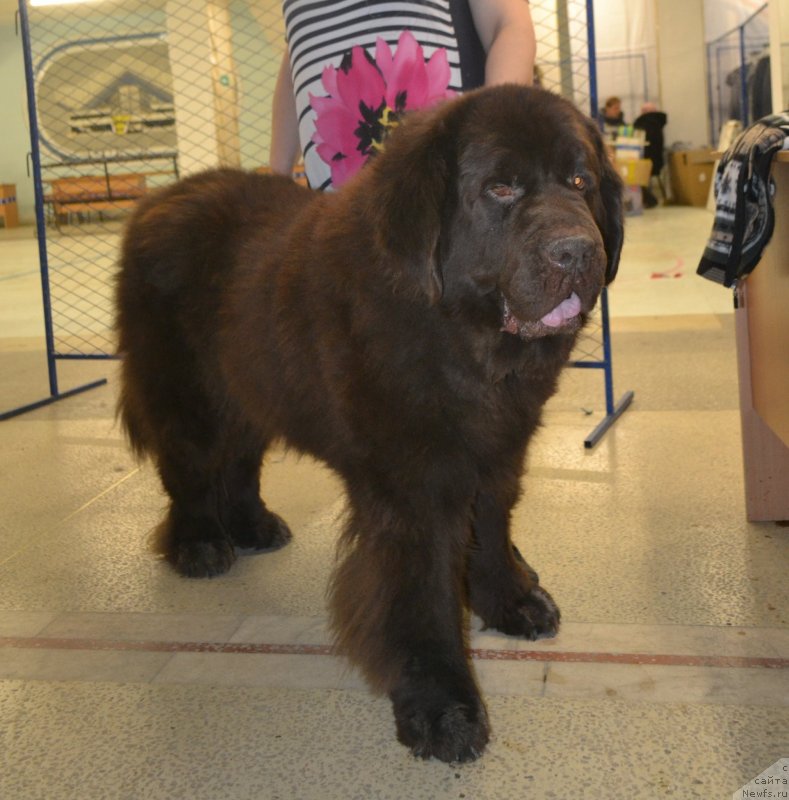 Фото: ньюфаундленд Черный Шарм Амбер Бест Дог ФО Марлеон