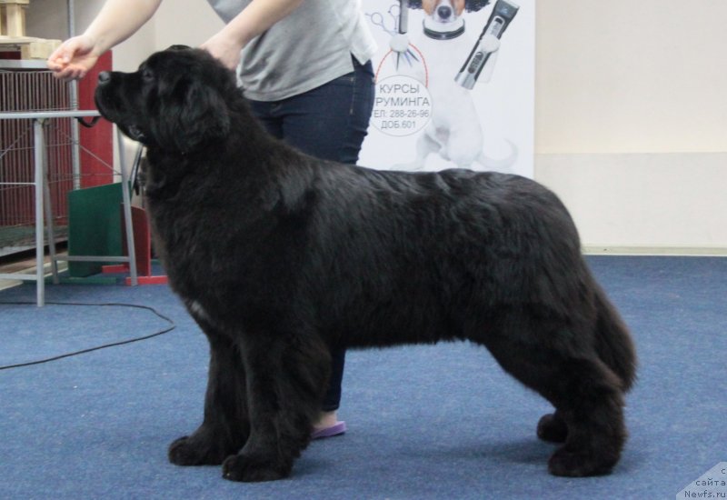 Фото: ньюфаундленд Аквиан Сонг Текила Голд (Akvian Song Tequila Gold)