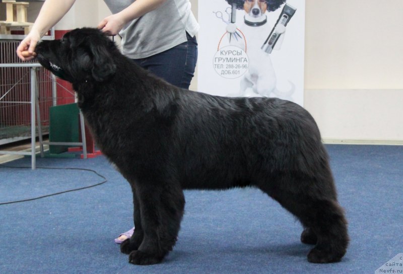 Фото: ньюфаундленд Аквиан Сонг Текила Голд (Akvian Song Tequila Gold)