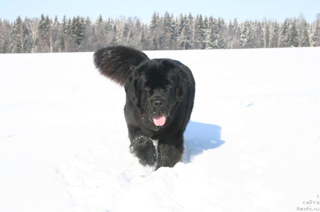 Фото: ньюфаундленд Сладкая Моя от Сибирского Медведя