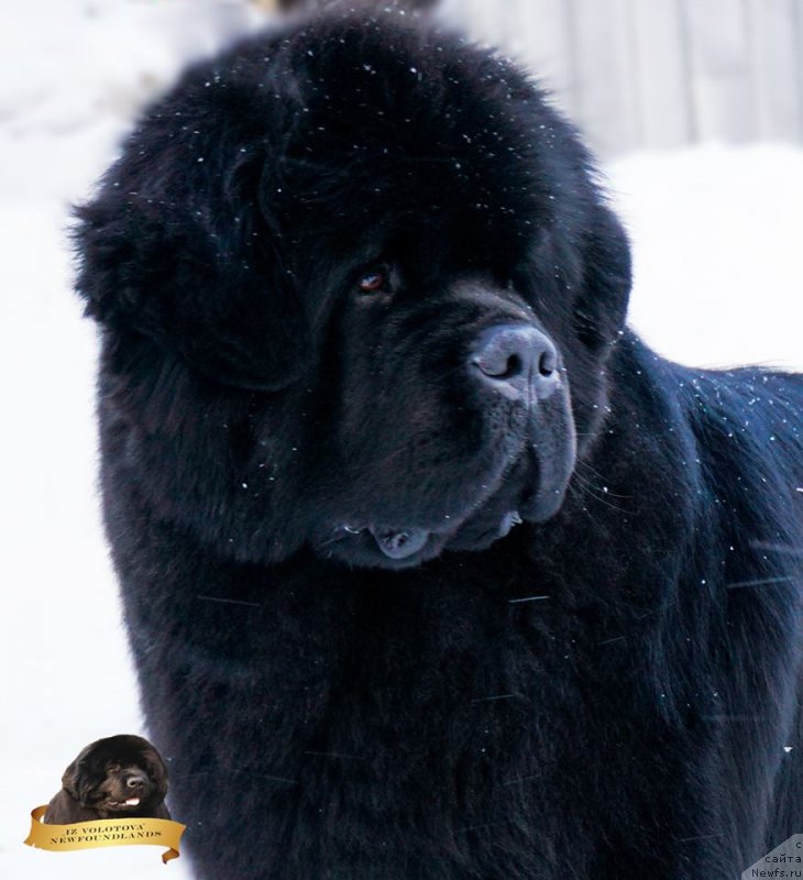 Фотография № 234276