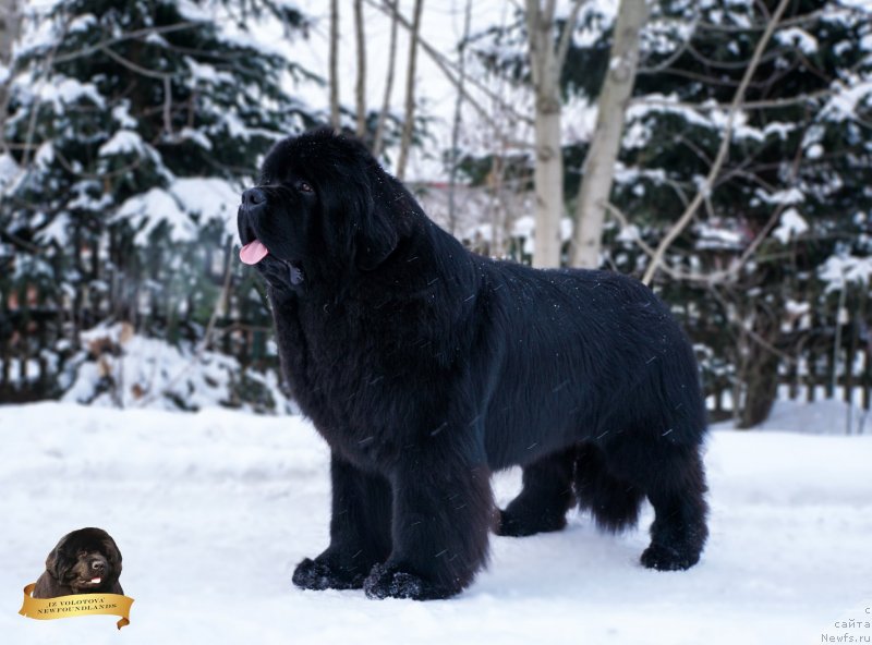 Фото: Виктор Хрищанович, ньюфаундленд Инстарсиз Майвэй из Волотова (Instarsis Myway iz Volotova)