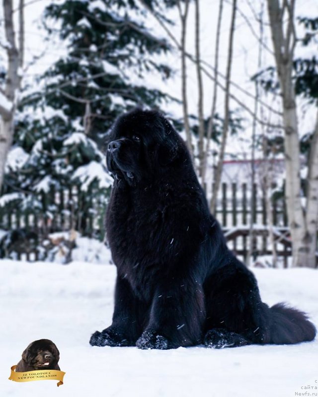 Фотография № 234278