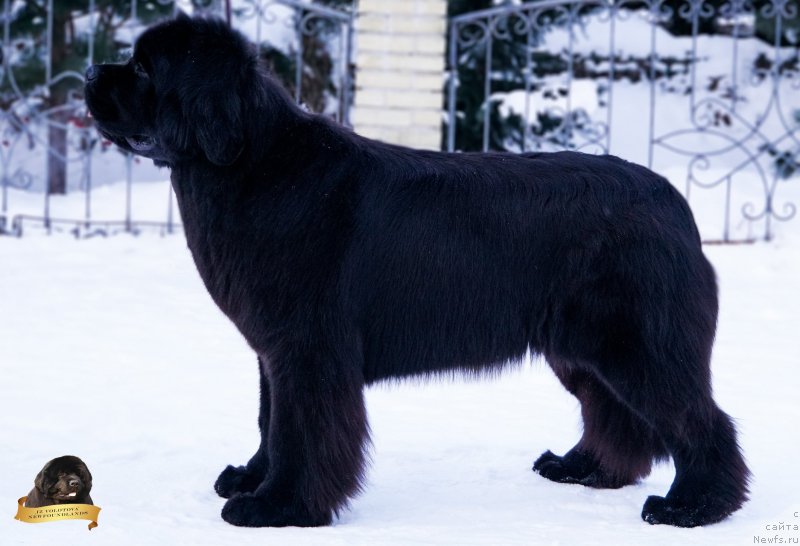 Фотография № 234279