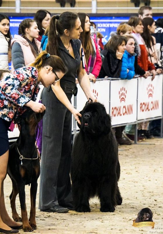 Фотография № 234280