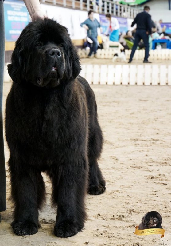 Фотография № 234282