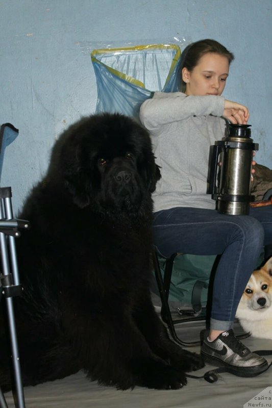 Фото: ньюфаундленд Супер Премиум Эскабаро Пабло