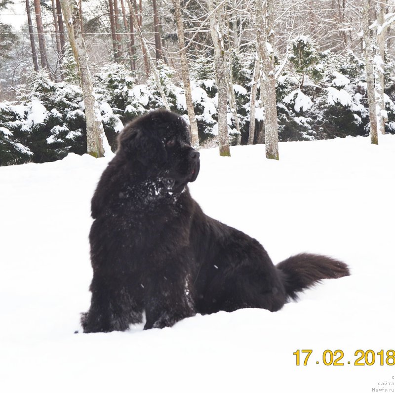 Фото: ньюфаундленд Браунблад МСК Амадей-Дефендер (Brownblood MSK Amadey-Defender)
