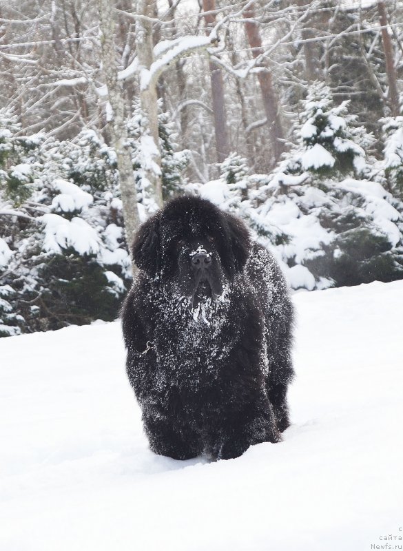 Фото: ньюфаундленд Браунблад МСК Амадей-Дефендер (Brownblood MSK Amadey-Defender)