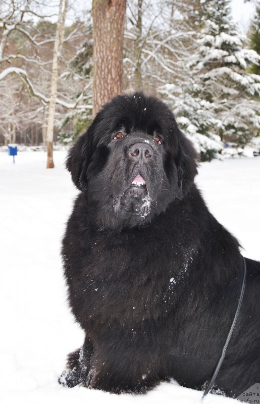 Фото: ньюфаундленд Браунблад МСК Амадей-Дефендер (Brownblood MSK Amadey-Defender)