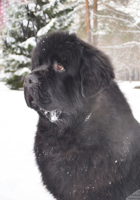 Фото: ньюфаундленд Браунблад МСК Амадей-Дефендер (Brownblood MSK Amadey-Defender)