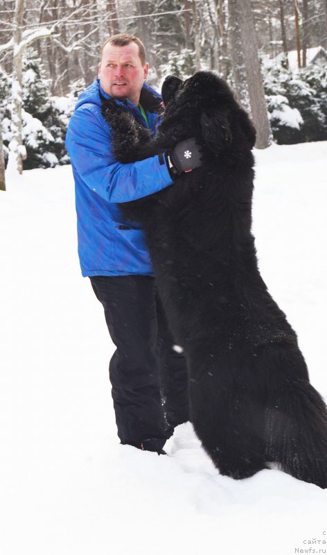 Фото: ньюфаундленд Браунблад МСК Амадей-Дефендер (Brownblood MSK Amadey-Defender)
