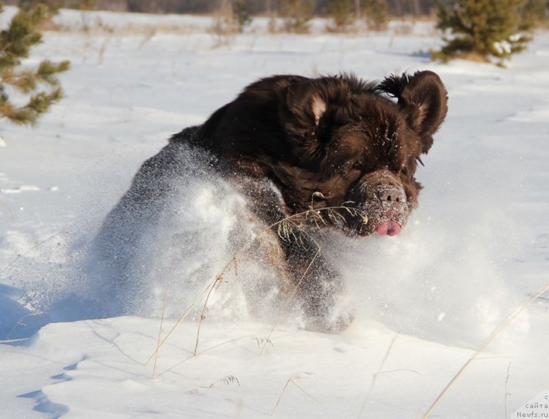 Фото: ньюфаундленд Ньюфорт Ваше Величество Брабус