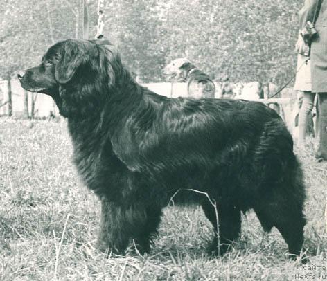 Фото: ньюфаундленд Золли Мацони