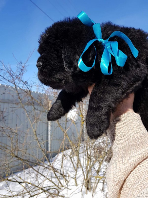 Фото: ньюфаундленд Хит Шелико Гэлэкси Стар