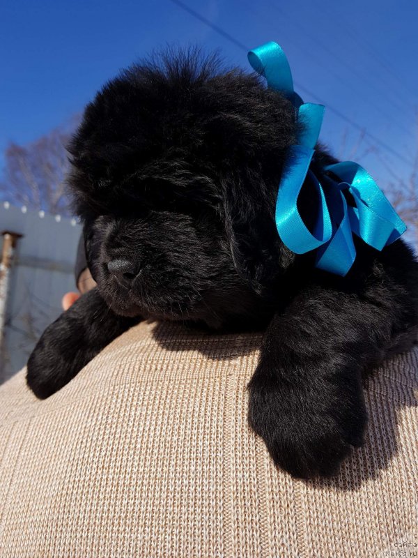 Фото: ньюфаундленд Хит Шелико Гэлэкси Стар