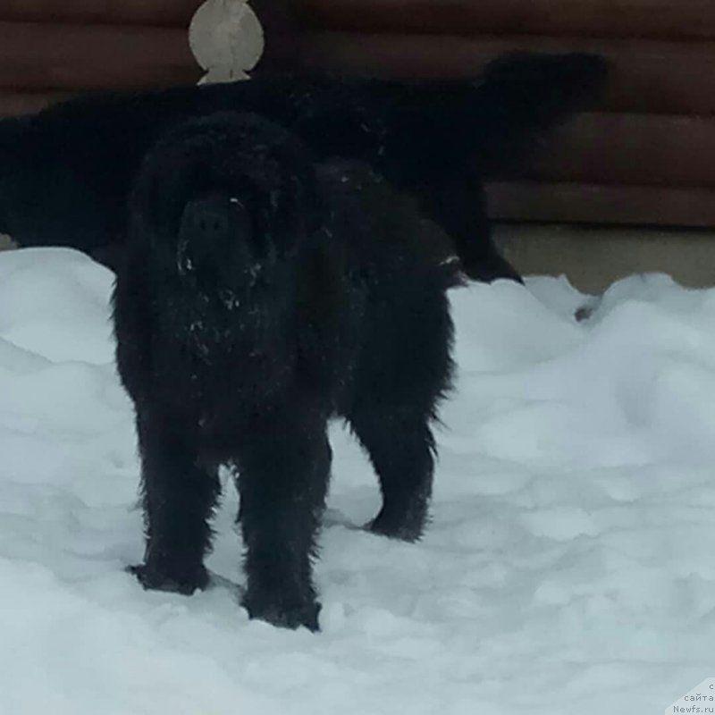 Фотография № 234310