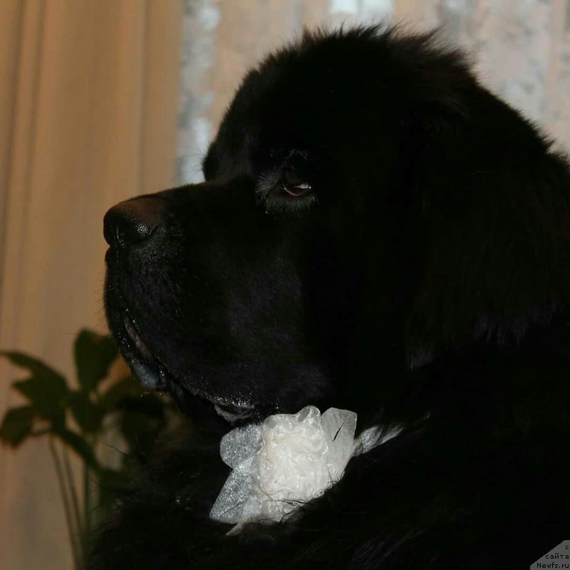 Фотография № 234312