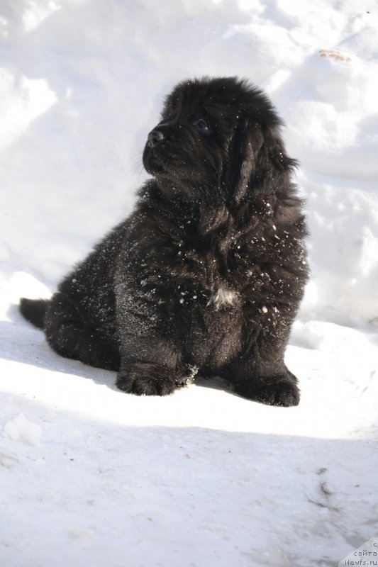 Фото: Щенок, ньюфаундленд Ноэль Наследница Вятских Медведей (Noel Naslednitsa Vyatskiy Medved), ньюфаундленд Назар Вятский Медведь (Nazar Vyatskiy Medved), ньюфаундленд Лари Вятский Мишка