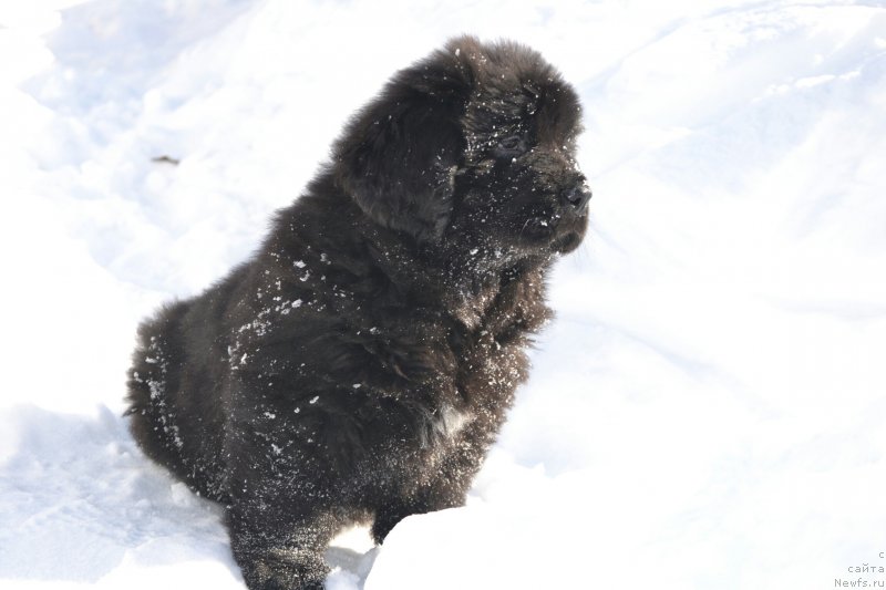 Фото: ньюфаундленд Ноэль Наследница Вятских Медведей (Noel Naslednitsa Vyatskiy Medved)