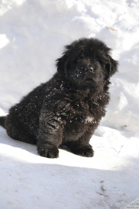 Фото: Щенок, ньюфаундленд Ноэль Наследница Вятских Медведей (Noel Naslednitsa Vyatskiy Medved), ньюфаундленд Назар Вятский Медведь (Nazar Vyatskiy Medved)