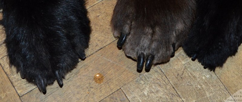 Фотография № 234325