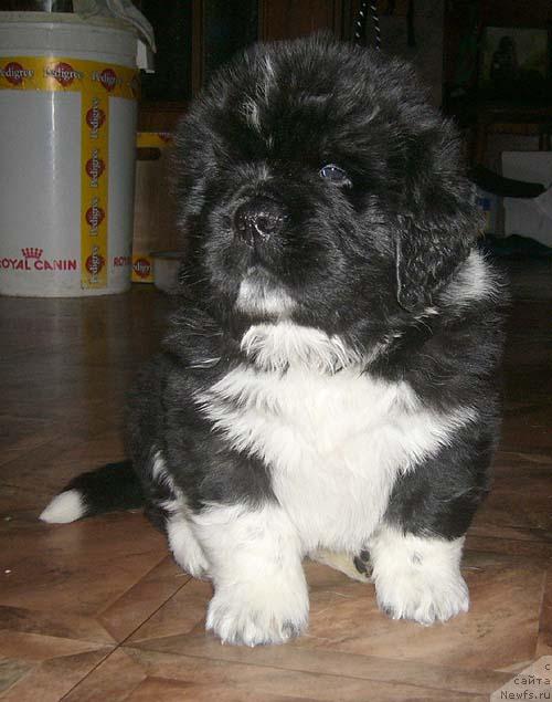 Фото: ньюфаундленд Супер Бизон Гудвин