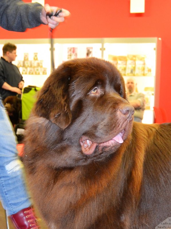 Фото: ньюфаундленд Браунблад МСК Альфа-Ромео Голд Бадди (Brownblood MSK Alfa-Romeo Gold Baddy)