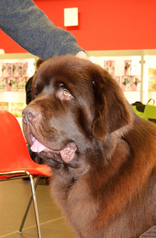 Фото: ньюфаундленд Браунблад МСК Альфа-Ромео Голд Бадди (Brownblood MSK Alfa-Romeo Gold Baddy)