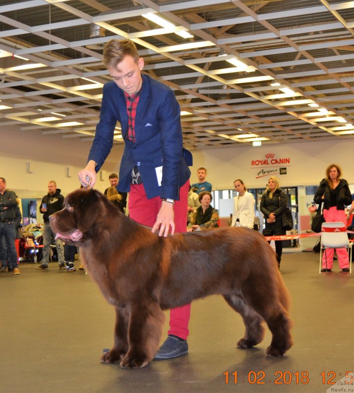 Фото: ньюфаундленд Браунблад МСК Альфа-Ромео Голд Бадди (Brownblood MSK Alfa-Romeo Gold Baddy)