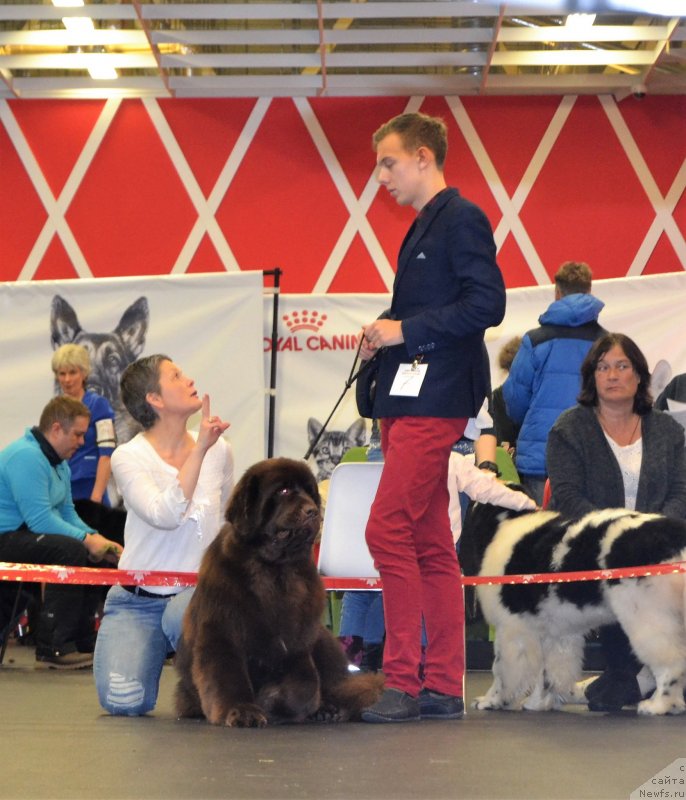 Фото: ньюфаундленд Браунблад МСК Альфа-Ромео Голд Бадди (Brownblood MSK Alfa-Romeo Gold Baddy)