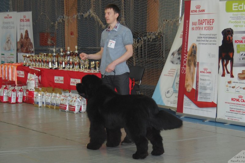 Фото: ньюфаундленд Даркфлайт Изумруд для Замка Мелвин (Darkflight Izumrud dlya Zamka Melvin), ньюфаундленд Даркфлайт Изумруд для Замка Мелвин (Darkflight Izumrud dlya Zamka Melvin)