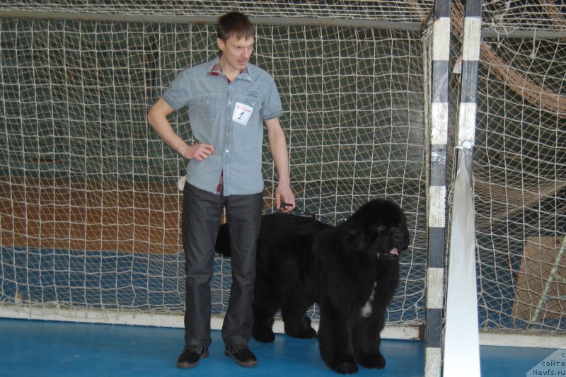 Фото: ньюфаундленд Даркфлайт Изумруд для Замка Мелвин (Darkflight Izumrud dlya Zamka Melvin)