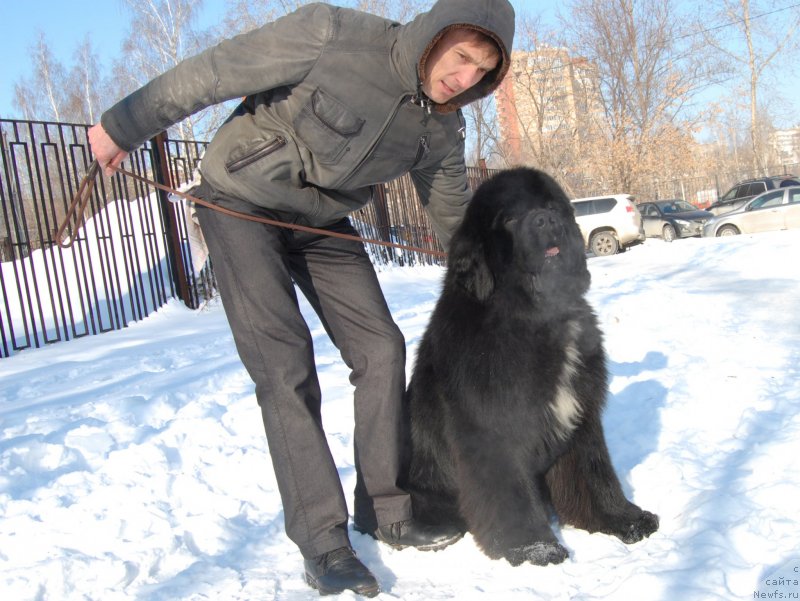 Фото: ньюфаундленд Даркфлайт Изумруд для Замка Мелвин (Darkflight Izumrud dlya Zamka Melvin)