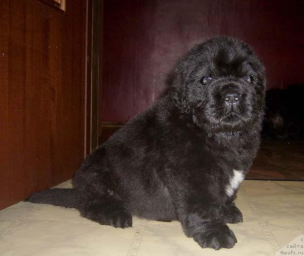 Фото: ньюфаундленд Супер Бизон Грегори Грег