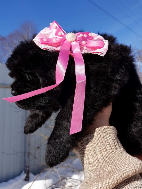 Фото: Щенок сука Розовая лента