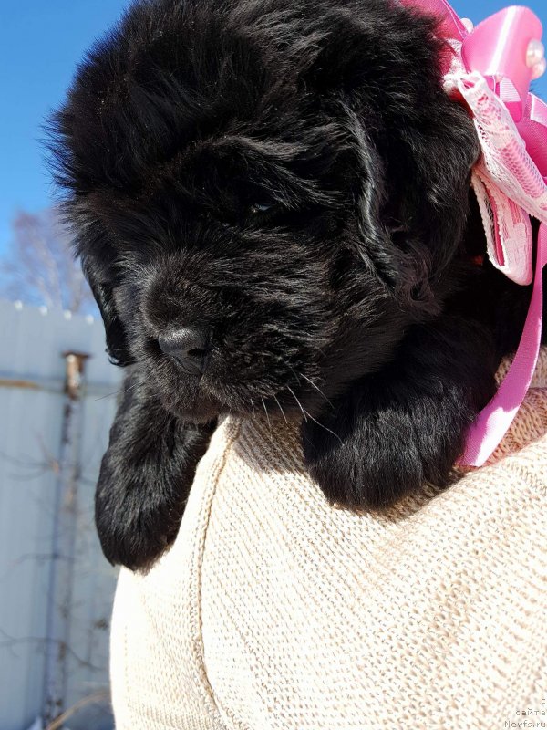 Фото: Щенок сука Розовая лента