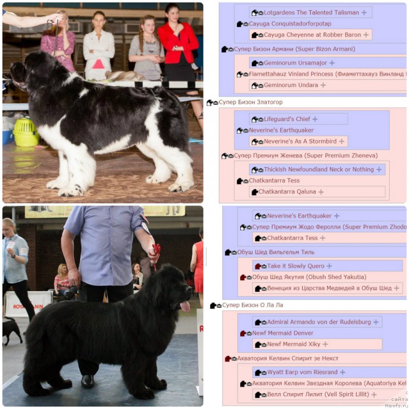 Фотография № 234376